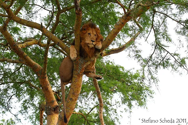 Tree Climbing Lions in Ishasha Sector