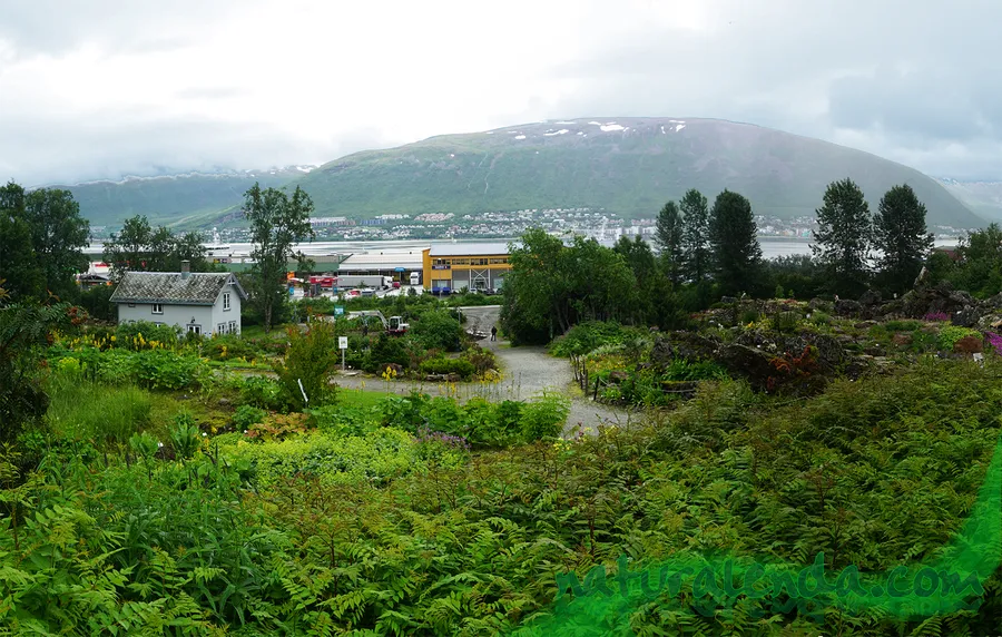 Tromso Arctic-Alpine Botanic Garden