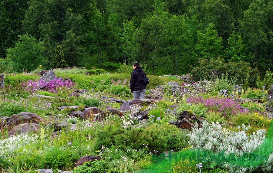 Tromso Botanical Garden