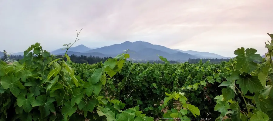 Troon Vineyard