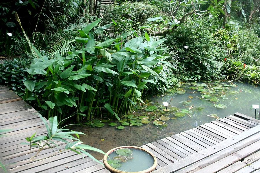Tropical Spice Garden