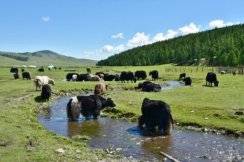 Tsenkher Hot Springs