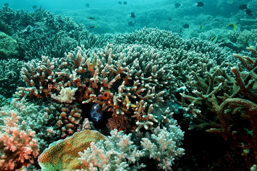 Tubbataha Reef