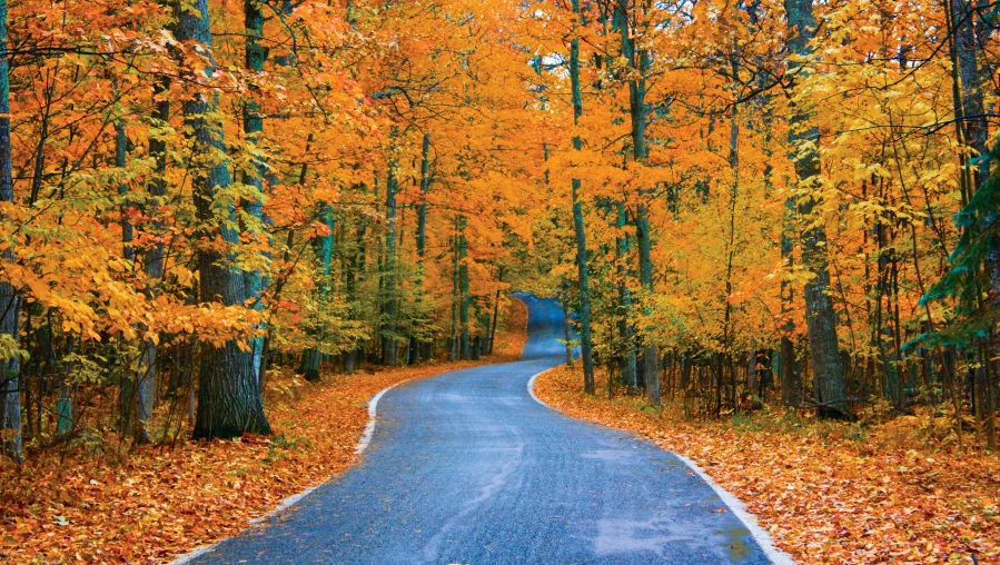 Tunnel of Trees