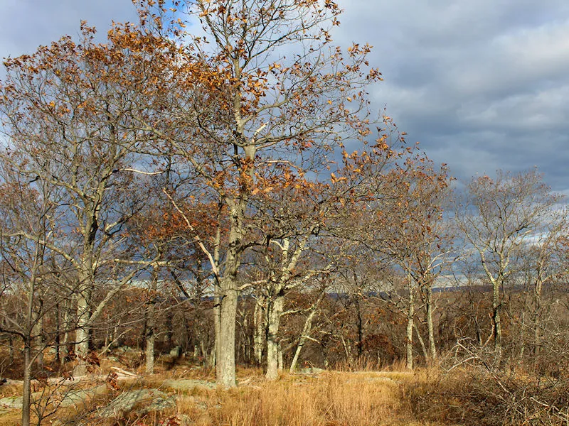 Turkey Mountain Urban Wilderness Area