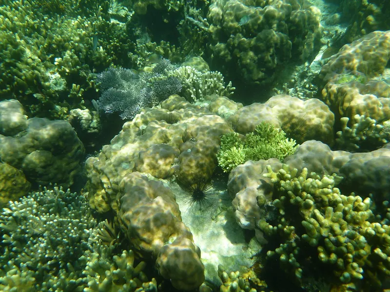 Twin Peaks Dive Site