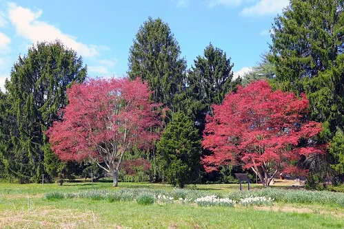 Tyler Arboretum