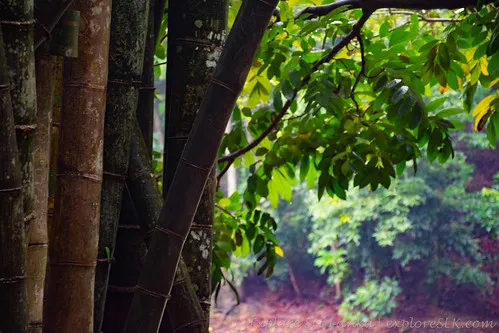 Udawattakele Forest Reserve