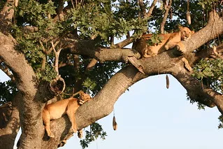 Uganda Reptile Village