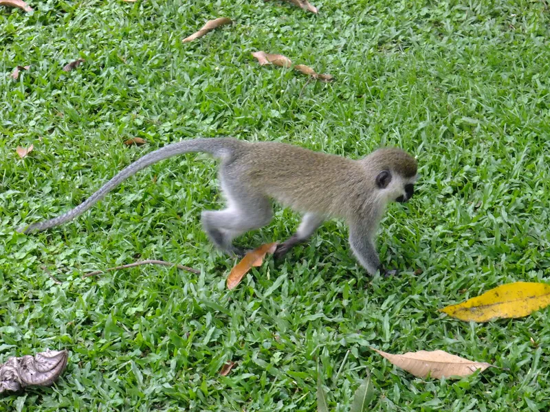 Uganda Wildlife Education Centre