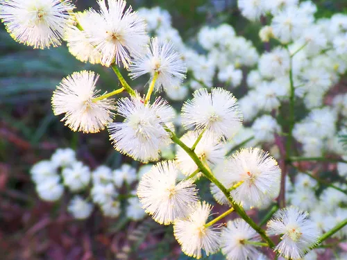 Ulladulla Wildflower Reserve