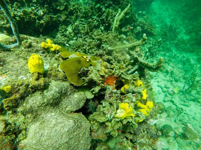 Under Sea Panama