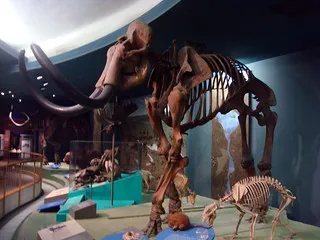 University of Kansas Natural History Museum
