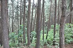 Vagamon Pine Forest