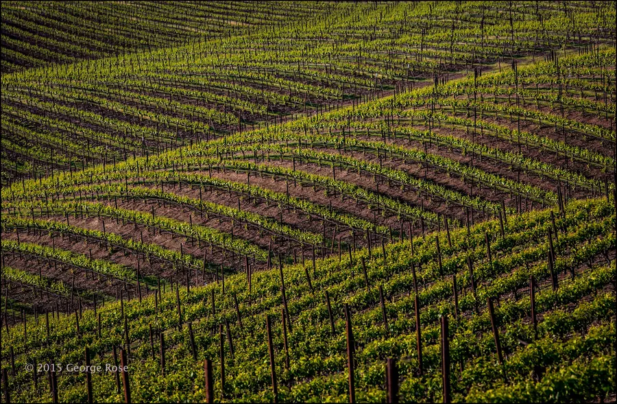 Verlaque Vineyards