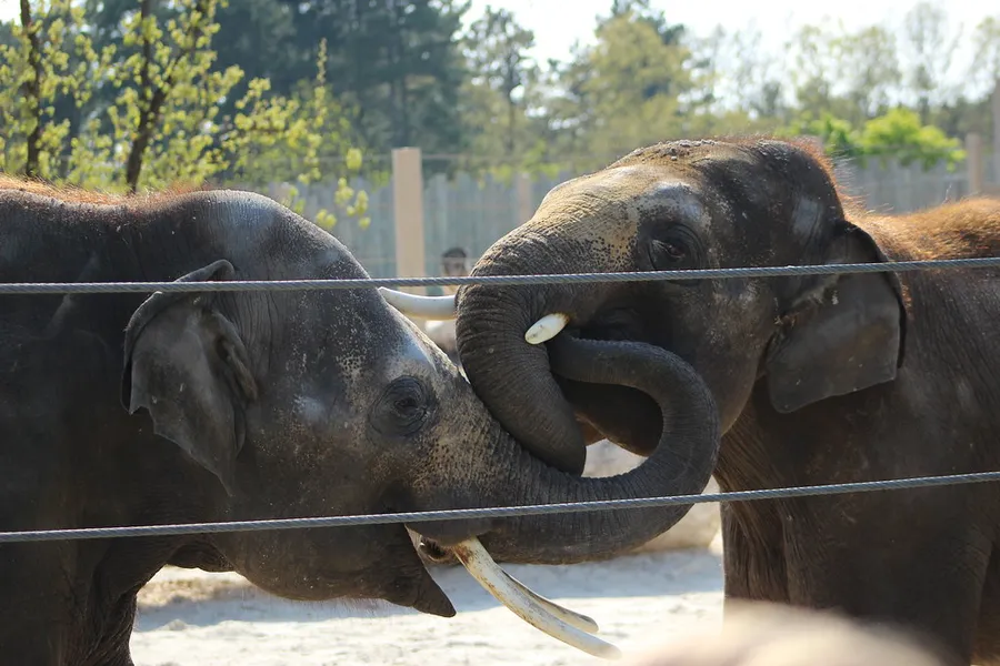 Veszprém Zoo