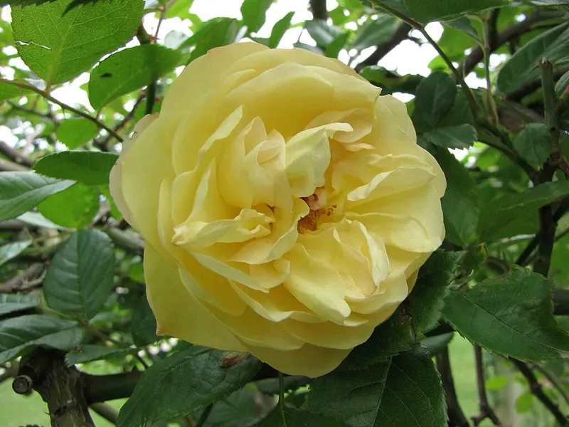 Victoria State Rose Garden