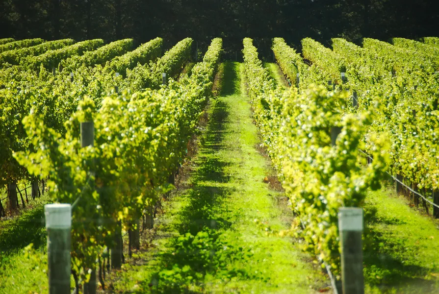 Vineyard landscapes of Pauillac