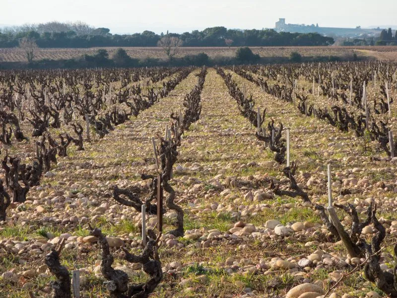 Vineyards of Châteauneuf-du-Pape