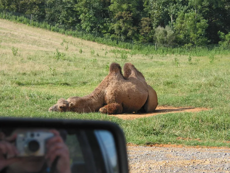 Virginia Safari Park