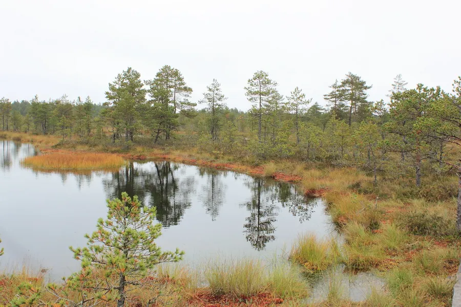 Viru Bog