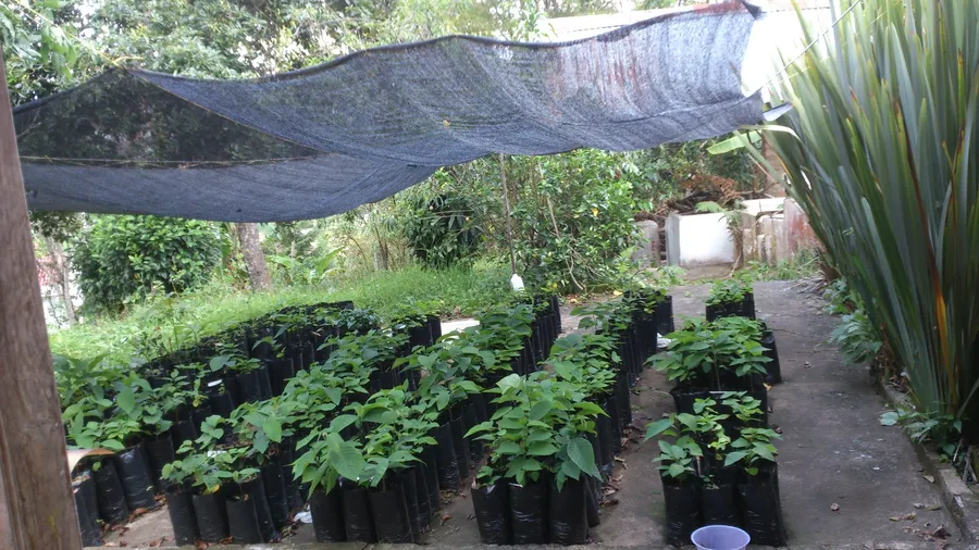 Vivero de Catarina