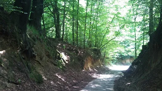Wąwozy lessowe (Loess Gorges)