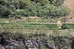 Wachau Valley Vineyards