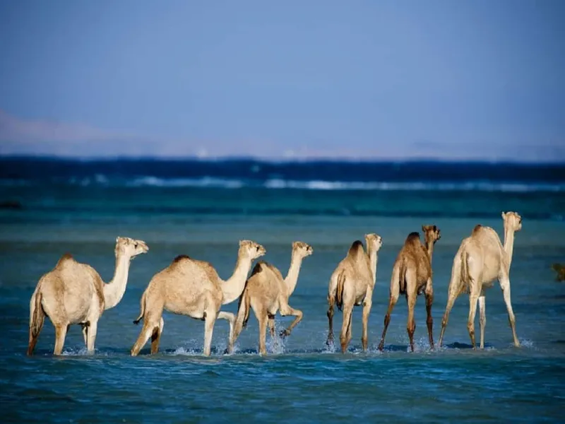 Wadi El Gemal National Park