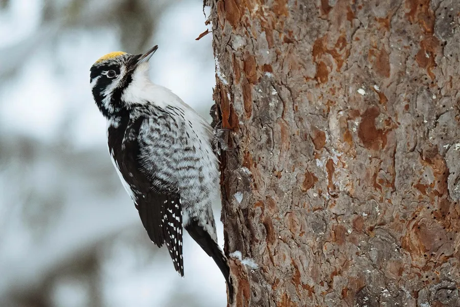 Walterboro Wildlife Sanctuary