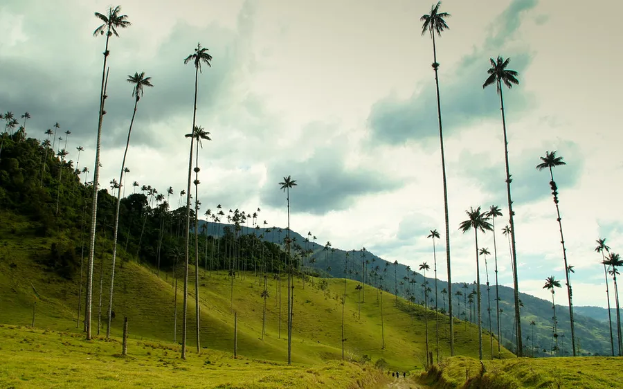 Wax Palm Forest