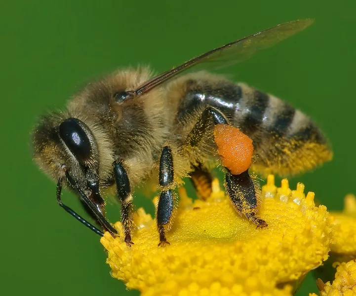 Wehrloom Honey