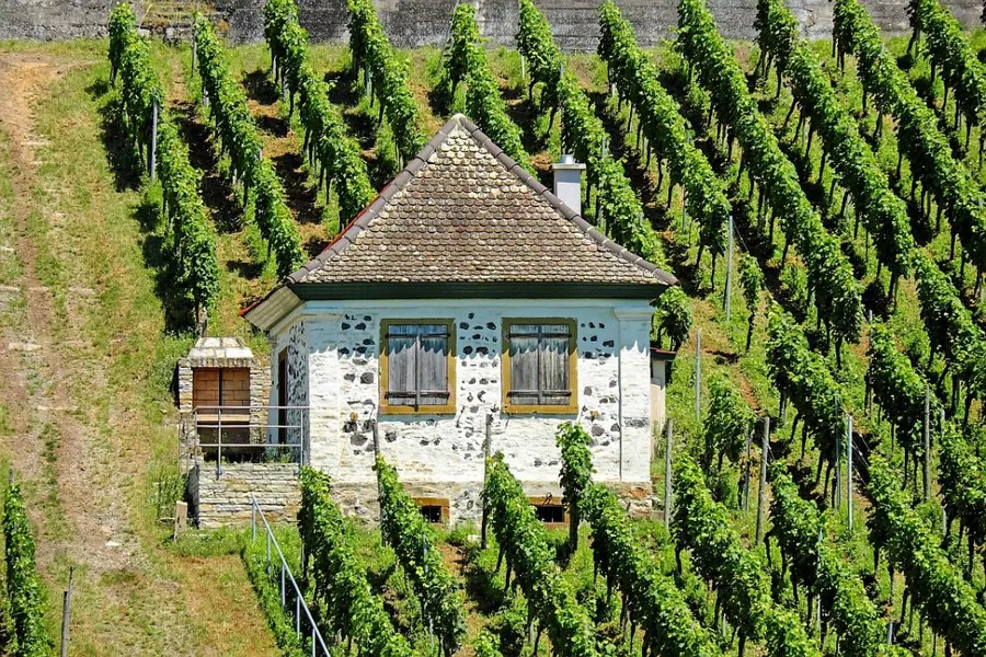 Weinberge rund um Naumburg