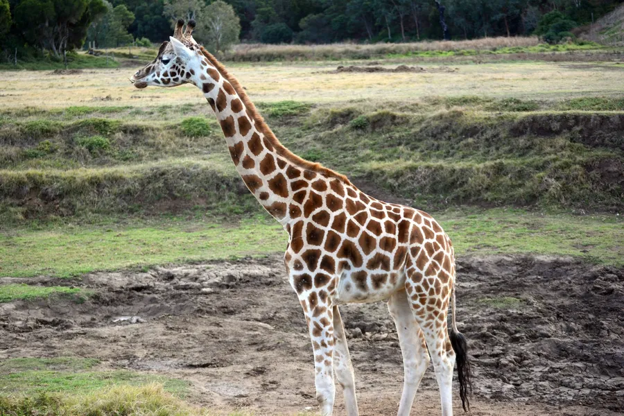 Werribee Open Range Zoo