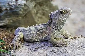 West Coast Wildlife Centre