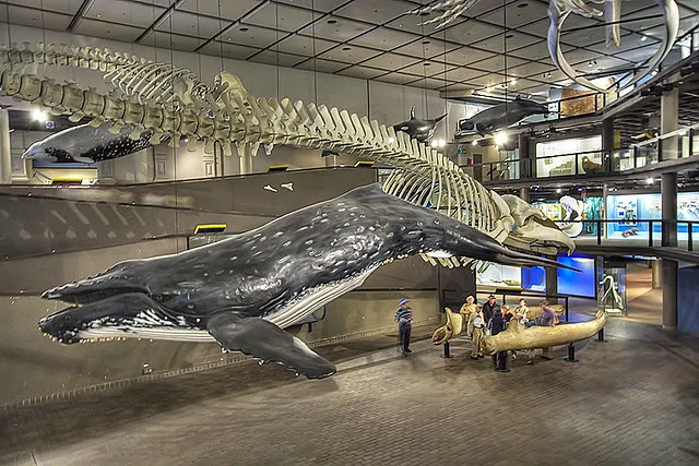 Whale Museum