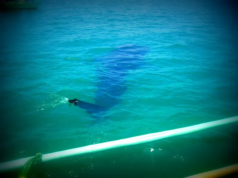 Whale Shark Interaction