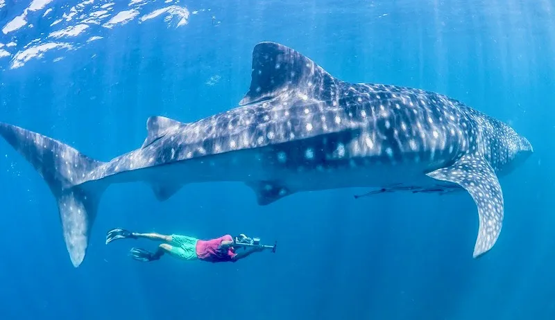 Whale Shark Tours