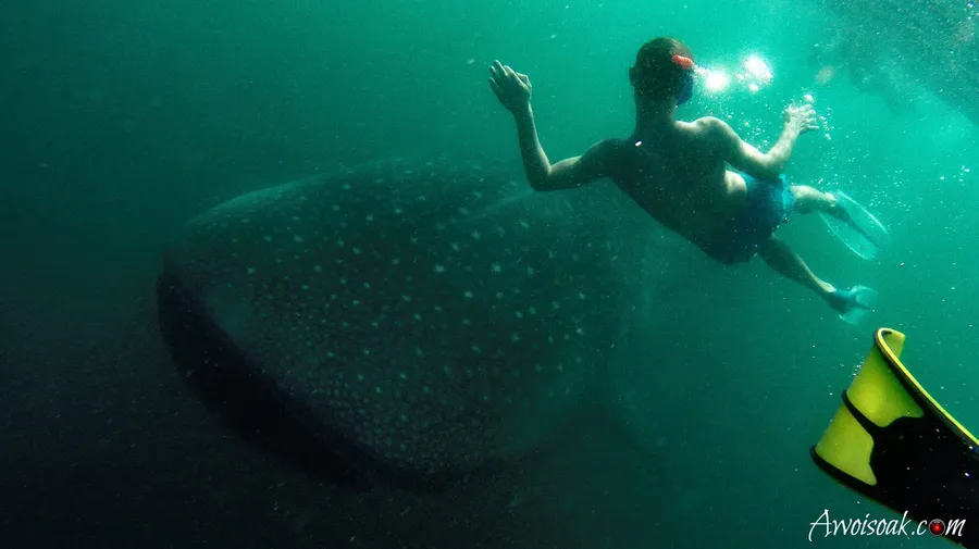 Whale Shark Tours