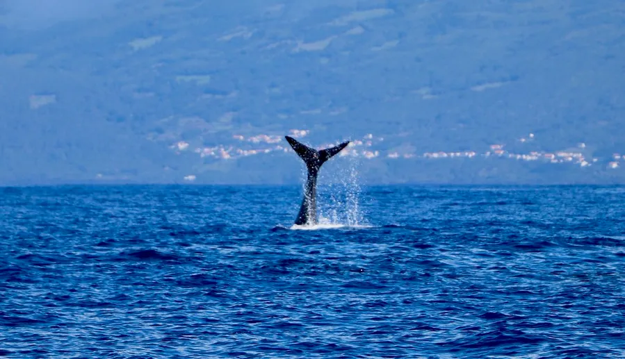 Whale Watching
