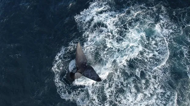 Whale Watching