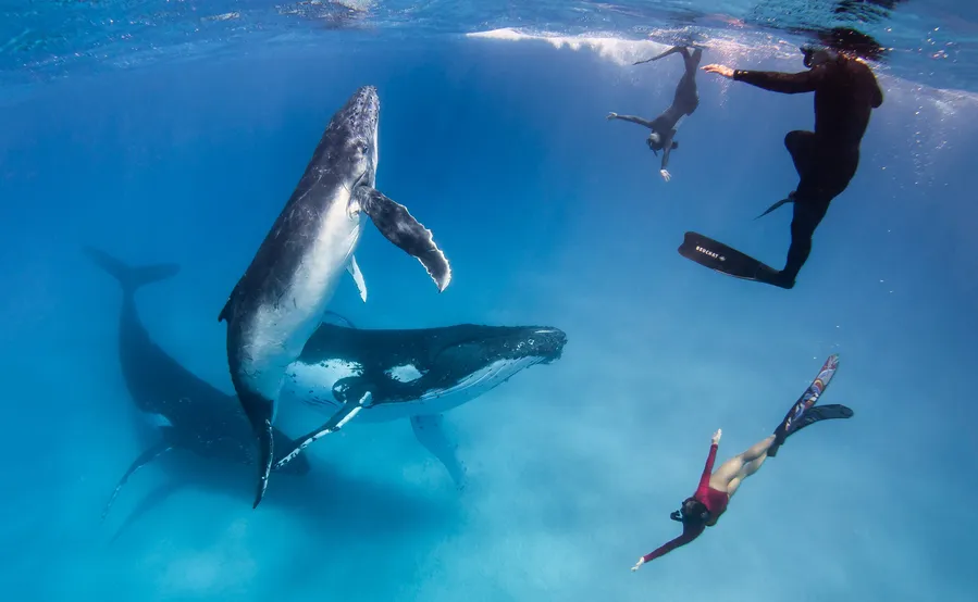 Whale Watching (seasonal)