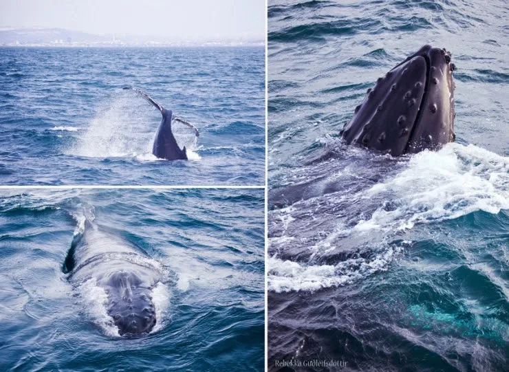 Whale Watching Tour