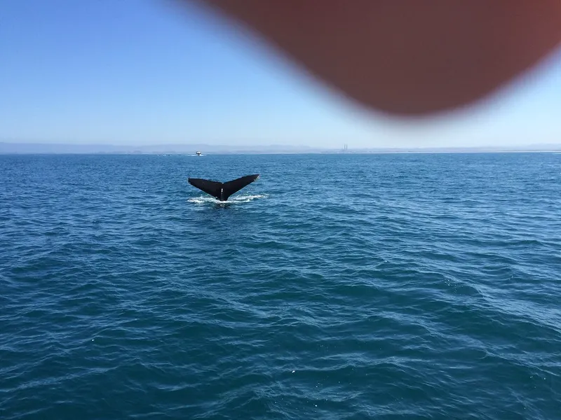 Whale Watching Tour
