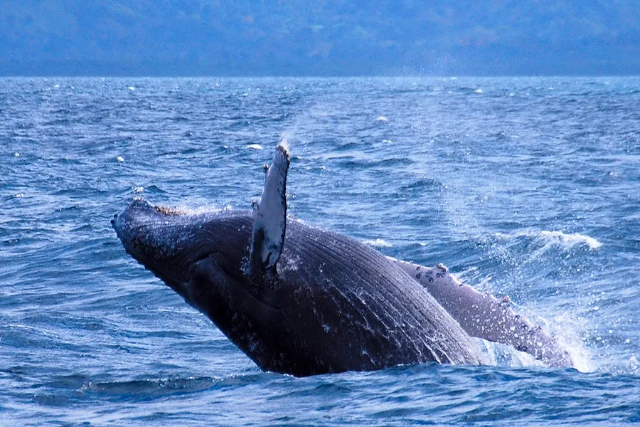Whale Watching Tour at Samaná