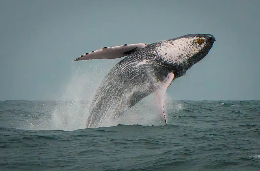 Whale Watching Tour at Samana