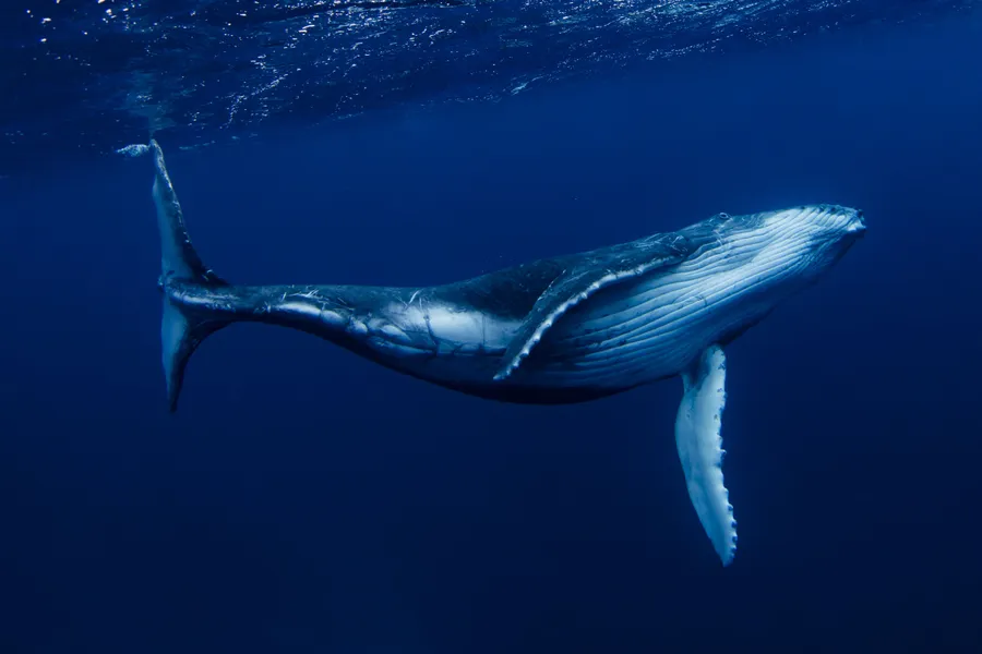 Whale Watching Tours