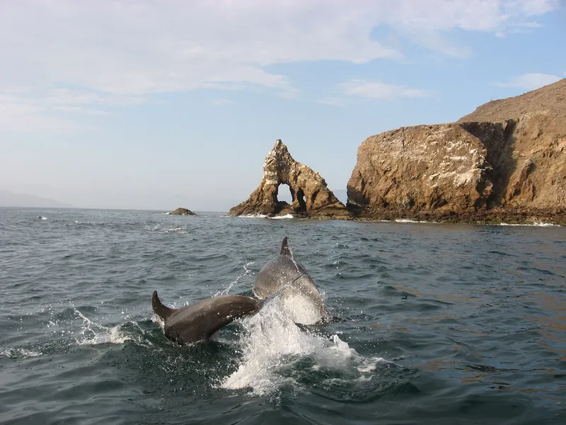 Whale Watching Tours
