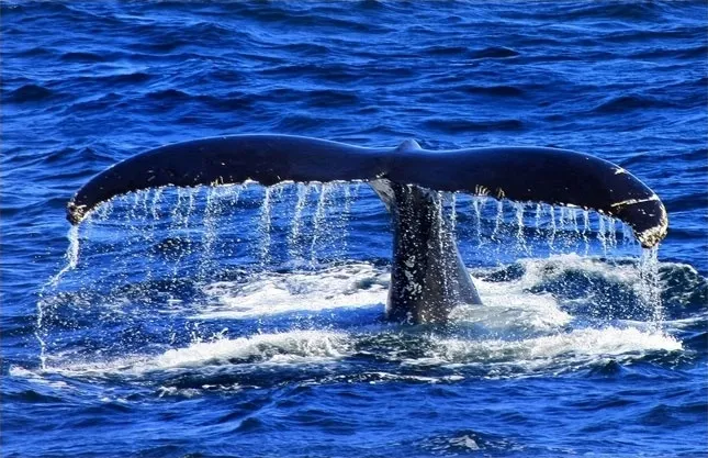 Whale Watching Tours
