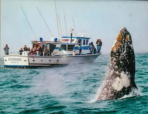 Whale Watching Tours